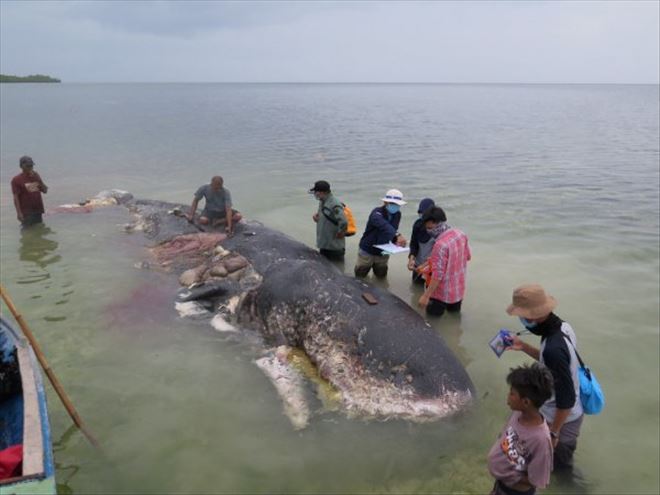 Ölü balinanın midesinden 6 kilo atık çıktı