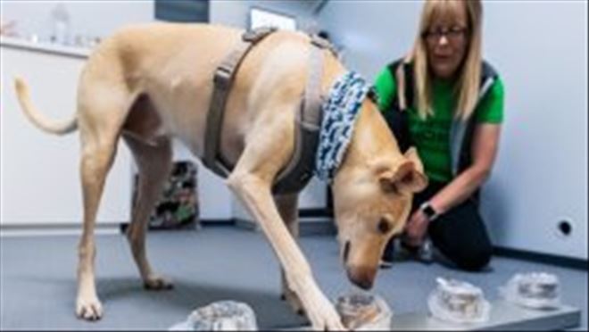 Finlandiya´da köpekler koronavirüsü yolcuların terinden tespit edecek
