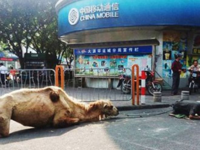 Çin`de dilenciler develerin ayaklarını kesip dileniyorlar
